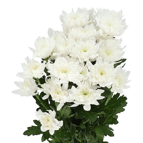CHRYSANT SPR. BALTICA