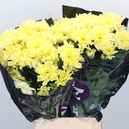 CHRYSANT SPR. BALTICA CREAM