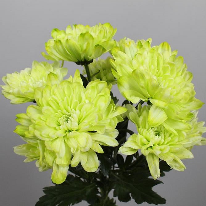 CHRYSANT SPR. BALTICA DYED GREEN