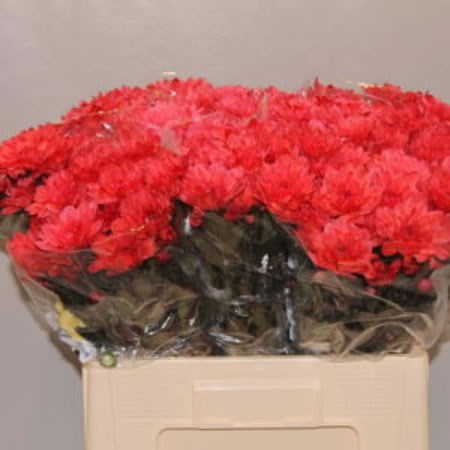 CHRYSANT SPR. BALTICA DYED RED