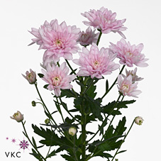 CHRYSANT SPR. BALTICA PINK