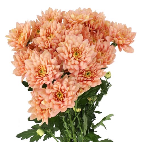 CHRYSANT SPR. BALTICA SALMON