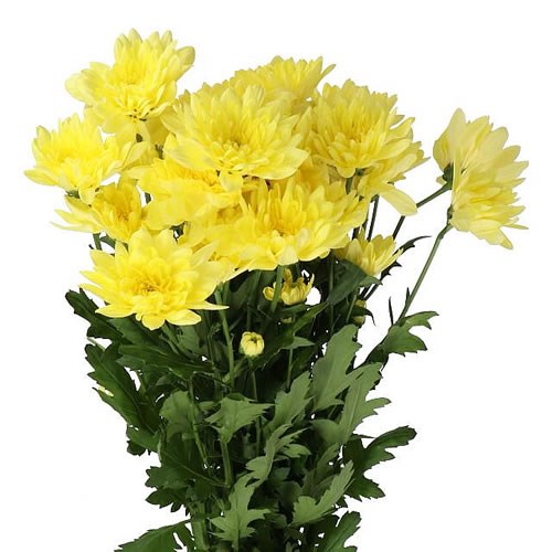 CHRYSANT SPR. BALTICA YELLOW