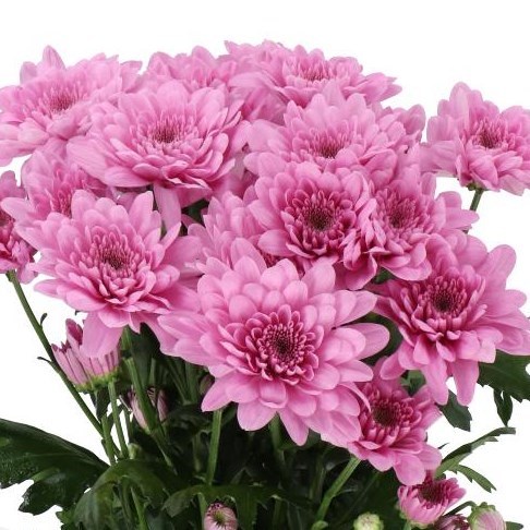 CHRYSANT SPR. BARONIA