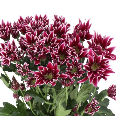 CHRYSANT SPR. BOLTE