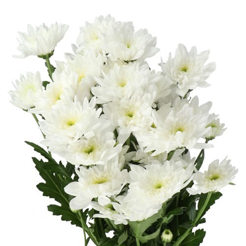 CHRYSANT SPR. BONITA