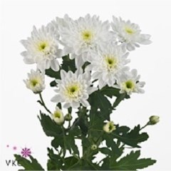 CHRYSANT SPR. BONITA