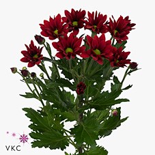 CHRYSANT SPR. BONTEMPI (EX)