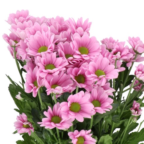 CHRYSANT SPR. CHELO