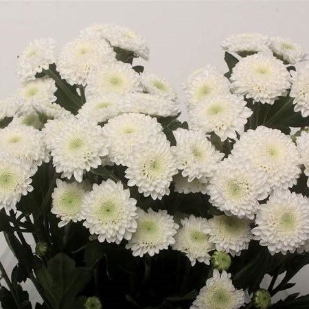 CHRYSANT SPR. COCONUT