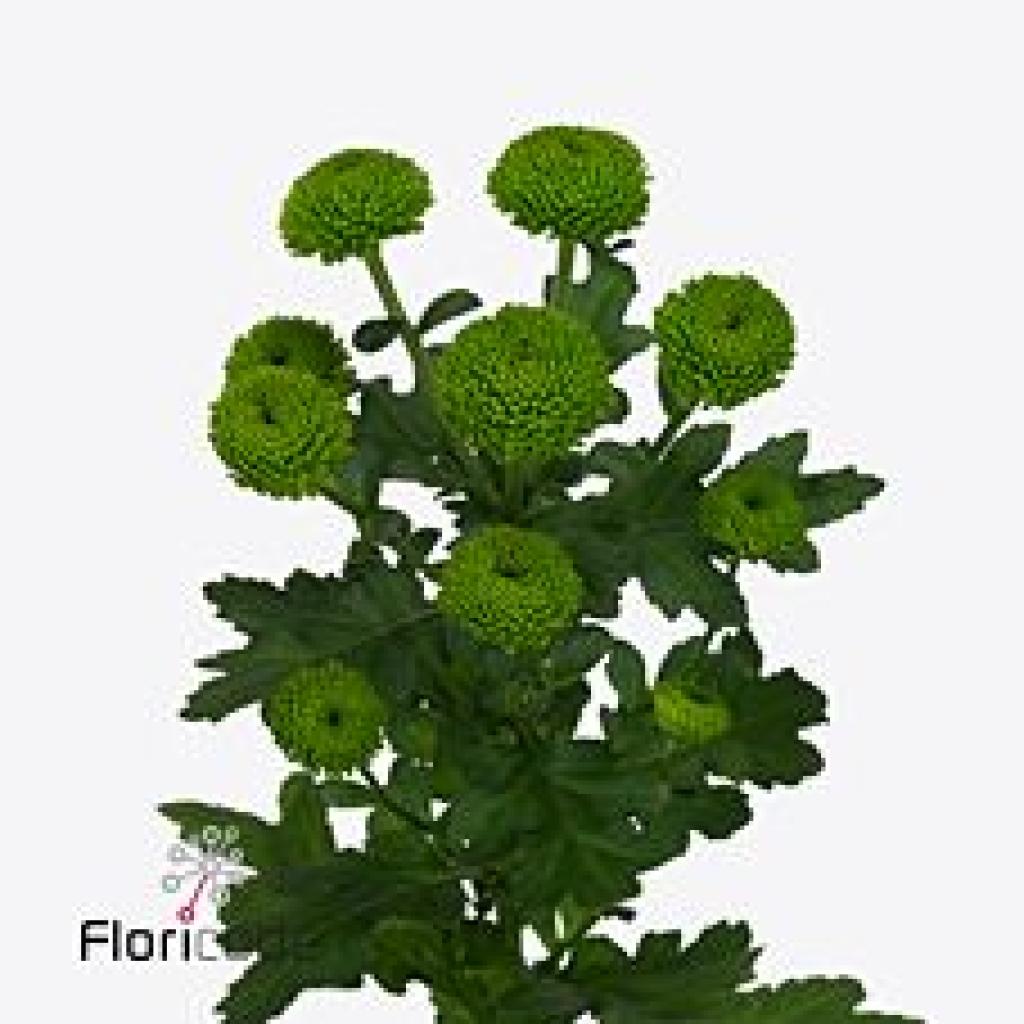 CHRYSANT SPR. CODE GREEN