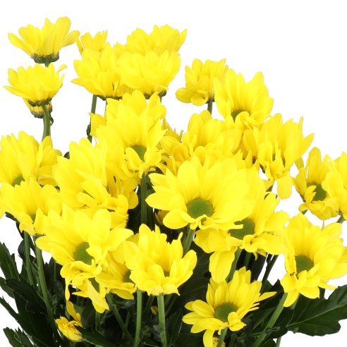 CHRYSANT SPR. COPA