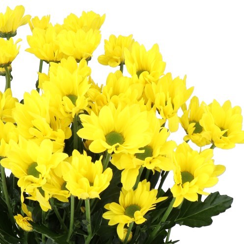 CHRYSANT SPR. COPA