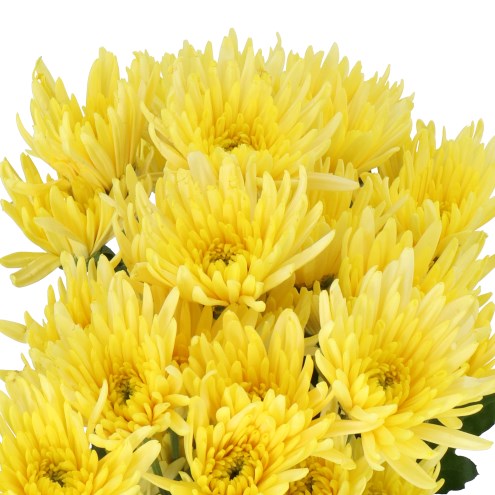 Bouquet of Delianne Yellow Chrysanthemum