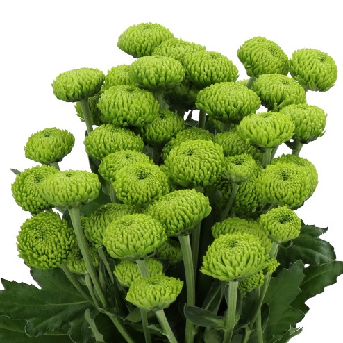 CHRYSANT SPR. DELIGREEN