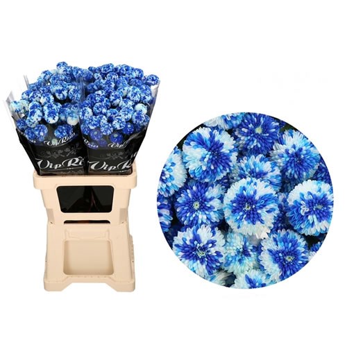 CHRYSANT SPR. DYED MOSAIC BLUE