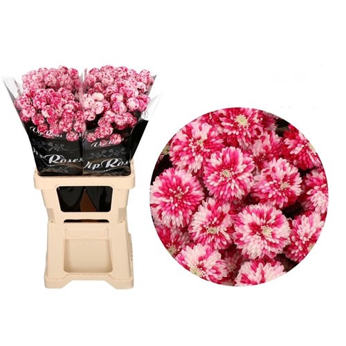 CHRYSANT SPR. DYED MOSAIC FUCHSIA