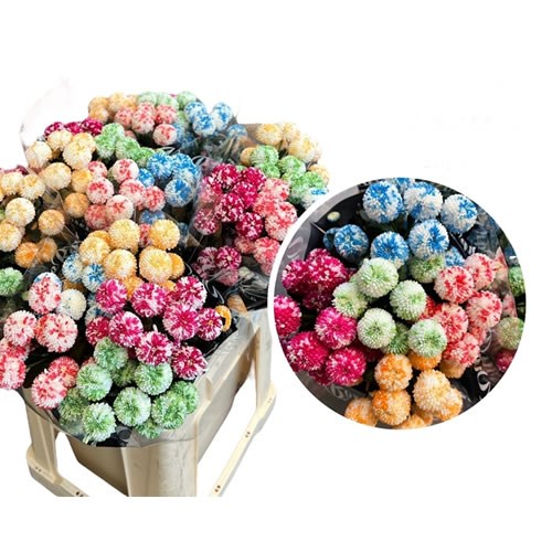CHRYSANT SPR. DYED MOSAIC MIX