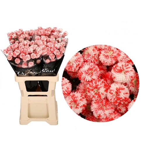 CHRYSANT SPR. DYED MOSAIC RED