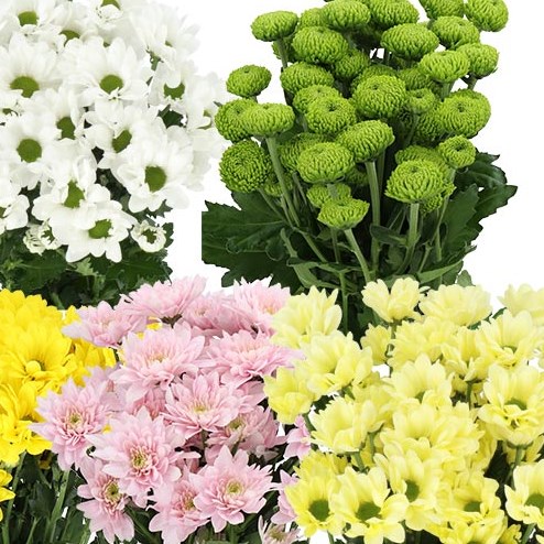 CHRYSANT SPR. EASTER MIX