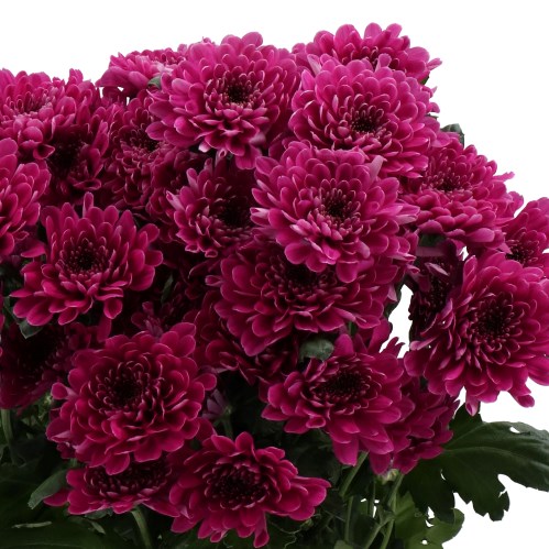 CHRYSANT SPR. FABIENNE PURPLE