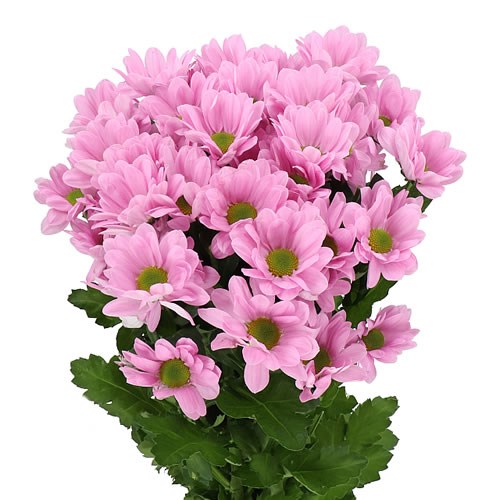 CHRYSANT SPR. JOLENE