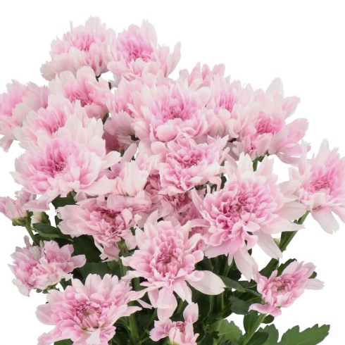 Chrysanthemum Spray | Wholesale Flowers UK | Wedding Flowers | Triangle ...