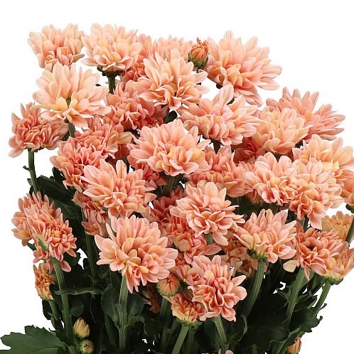 CHRYSANT SPR. KATINKA SALMON