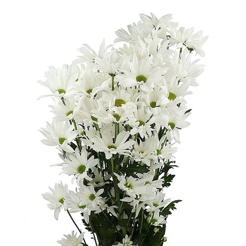 CHRYSANT SPR. KIKU NOVA GEISHA WHITE