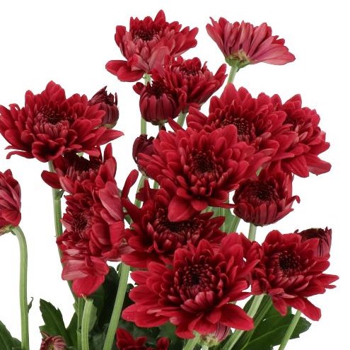 CHRYSANT SPR. LAMIRA RED