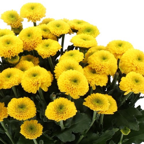 CHRYSANT SPR. LETITBE