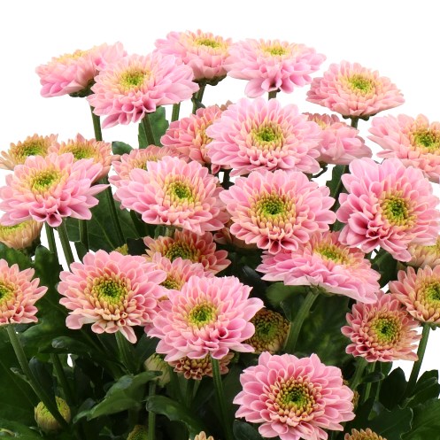 CHRYSANT SPR. LETSGO PINK