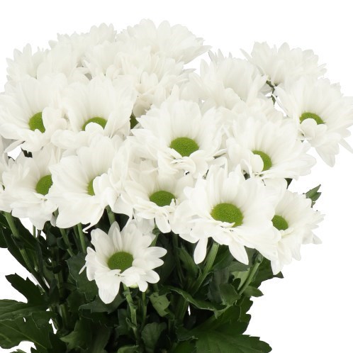 CHRYSANT SPR. MIRANA