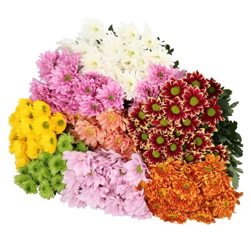 CHRYSANT SPR. NOVELTY MIX