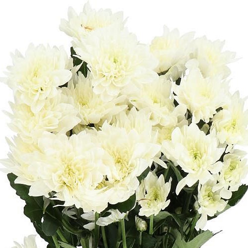 CHRYSANT SPR. PASTELA WHITE