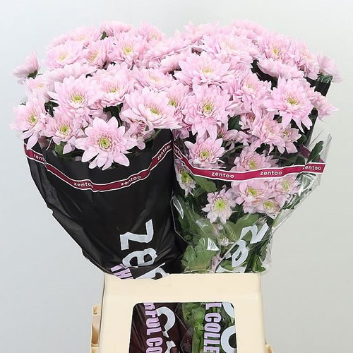 CHRYSANT SPR. PASTELA PINK