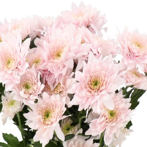 Bouquet of Pastela Rose Chrysanthemum