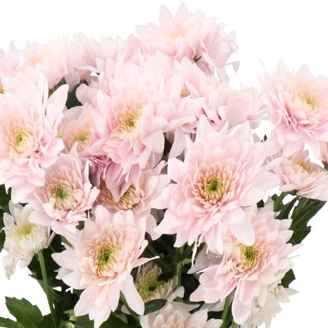 CHRYSANT SPR. PASTELA ROSE