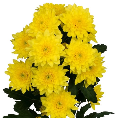 CHRYSANT SPR. PASTELA SUNNY