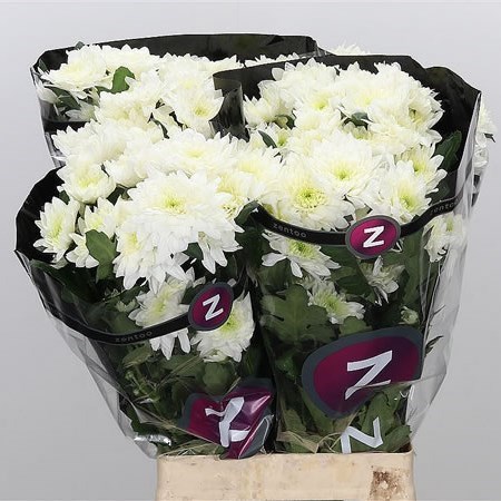 CHRYSANT SPR. PINA COLADA