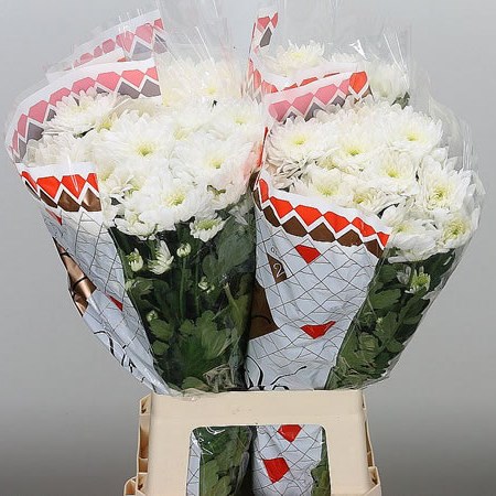 CHRYSANT SPR. PINA COLADA WHITE