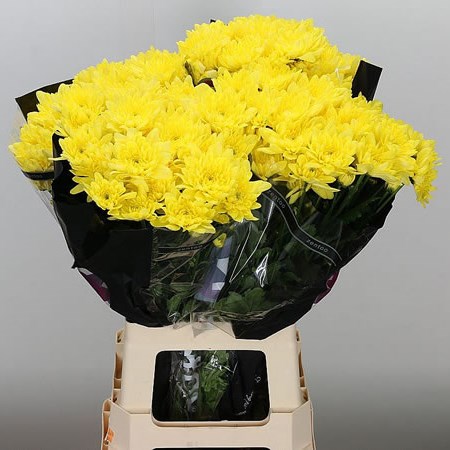 CHRYSANT SPR. PINA COLADA YELLOW