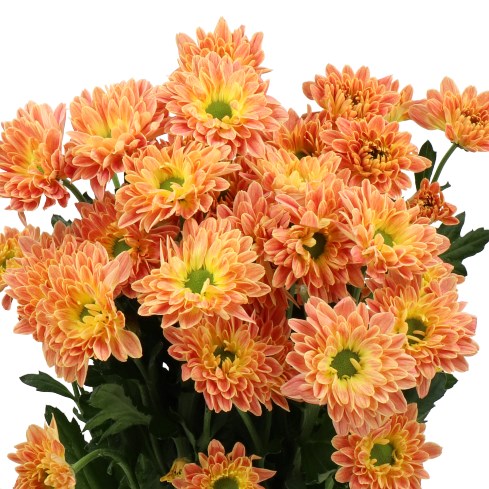 CHRYSANT SPR. PRADA SWEET ORANGE
