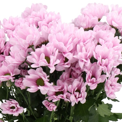 CHRYSANT SPR. PRECIOUS
