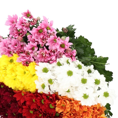 CHRYSANT SPR. REAGAN MIX