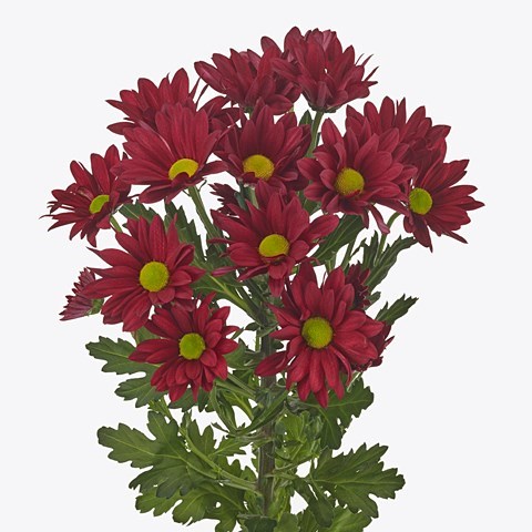 CHRYSANT SPR. RUBY STAR