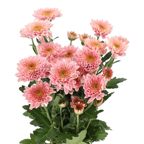 CHRYSANT SPR. SORBET BERRY