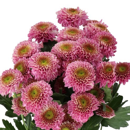 CHRYSANT SPR. SOUVENIR
