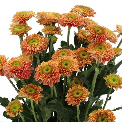 CHRYSANT SPR. SOUVENIR ORANGE