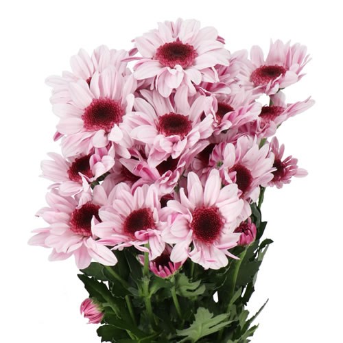 CHRYSANT SPR. STRESA